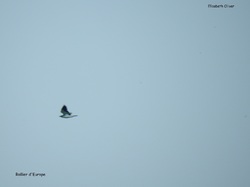 Sur les traces du Rollier d'Europe aux Confines