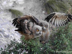 Un fantôme sous les étoiles