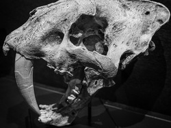 Un patrimoine en renaissance : le Château du Barroux