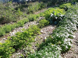 Ventoux saveurs à la ferme historique du Four à chaux à Pernes